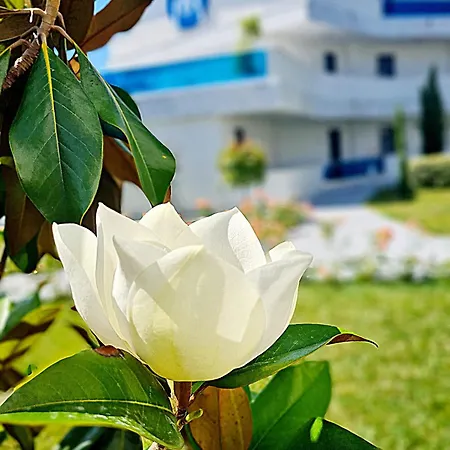 Meduza Estival Olimp