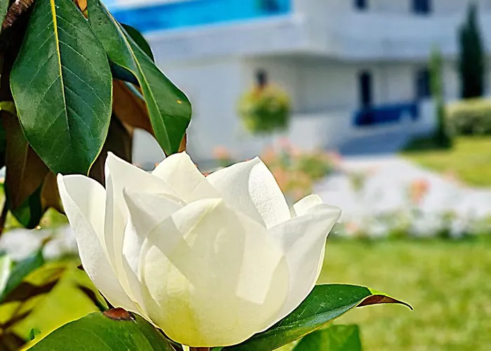 Meduza Estival Олимп