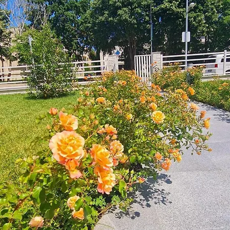 Meduza Estival 3* Olimp